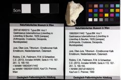 Foto (Objket + Etiketten) von Decapoda indet. 